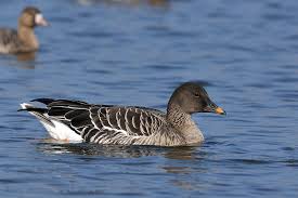 Attēlu rezultāti vaicājumam “Anser serrirostris”