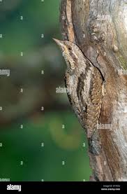 Attēlu rezultāti vaicājumam “Jynx torquilla adult”