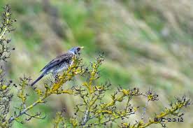 Attēlu rezultāti vaicājumam “Turdus pilaris”