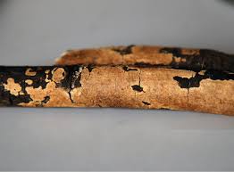 Attēlu rezultāti vaicājumam “Elmerina caryae”