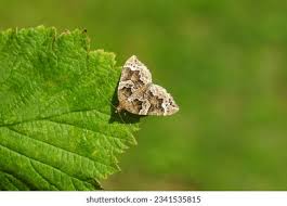 Attēlu rezultāti vaicājumam “Eulithis sp.”