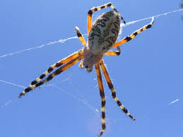 Attēlu rezultāti vaicājumam “Aculepeira ceropegia”