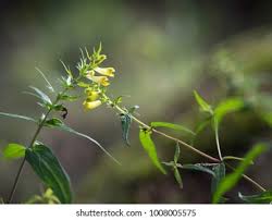 Attēlu rezultāti vaicājumam “Melampyrum sylvaticum flower”