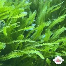 Attēlu rezultāti vaicājumam “Chlorophyta”