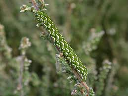 Attēlu rezultāti vaicājumam “Anarta myrtilli larva”