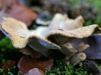 Attēlu rezultāti vaicājumam “Ceriporia excelsa”