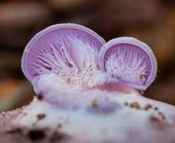 Attēlu rezultāti vaicājumam “Lepista sp.”