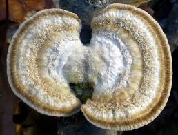 Attēlu rezultāti vaicājumam “Trametes ochracea”