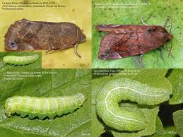 Attēlu rezultāti vaicājumam “Cosmia pyralina”
