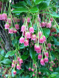 Attēlu rezultāti vaicājumam “Enkianthus chinensis”