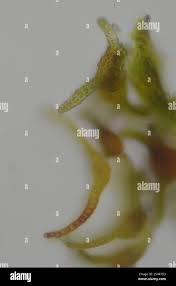 Attēlu rezultāti vaicājumam “Eucladium verticillatum”