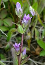 Attēlu rezultāti vaicājumam “Gentianella amarella”