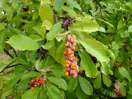 Attēlu rezultāti vaicājumam “Magnolia kobus fruit”