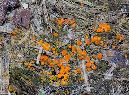 Attēlu rezultāti vaicājumam “Byssonectria fusispora”