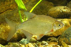 Image result for Blicca bjoerkna