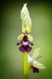 Attēlu rezultāti vaicājumam “Ophrys insectifera leaf”