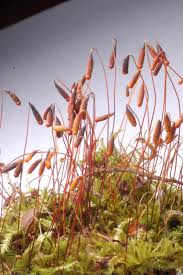 Attēlu rezultāti vaicājumam “Bryum capillare”