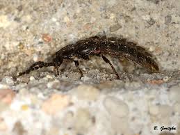 Attēlu rezultāti vaicājumam “Phosphaenus hemipterus male”