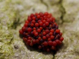 Attēlu rezultāti vaicājumam “Tubifera ferruginosa subsp. acutissima spores”