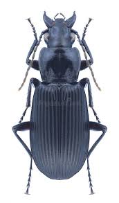 Attēlu rezultāti vaicājumam “Pterostichus oblongopunctatus”