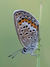 Attēlu rezultāti vaicājumam “Plebejus argus”