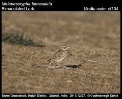 Image result for Melanocorypha bimaculata