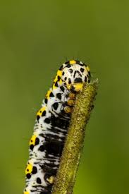 Attēlu rezultāti vaicājumam “Shargacucullia scrophulariae larva”