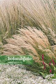 Attēlu rezultāti vaicājumam “Calamagrostis purpurea flower”