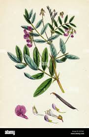 Attēlu rezultāti vaicājumam “Lathyrus niger”