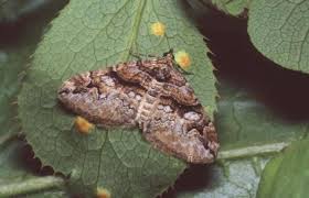 Attēlu rezultāti vaicājumam “Pareulype berberata”