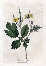 Image result for Chelidonium majus