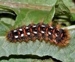 Attēlu rezultāti vaicājumam “Acronicta rumicis”