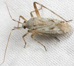 Attēlu rezultāti vaicājumam “Phytocoris sp.”