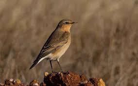 Attēlu rezultāti vaicājumam “Oenanthe oenanthe juvenile”