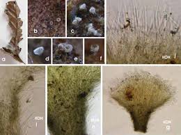 Attēlu rezultāti vaicājumam “Hyaloscypha hyalina”