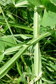 Attēlu rezultāti vaicājumam “Lathyrus latifolius leaf”