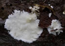 Attēlu rezultāti vaicājumam “Antrodiella faginea”