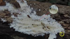 Attēlu rezultāti vaicājumam “Porotheleum fimbriatum”