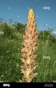 Attēlu rezultāti vaicājumam “Orobanche elatior”