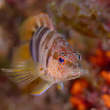 Image result for Serranus scriba