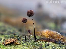 Attēlu rezultāti vaicājumam “Comatricha nigra macro”