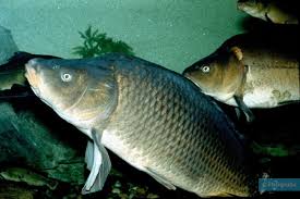 Image result for Carpiodes cyprinus