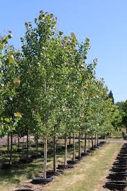 Attēlu rezultāti vaicājumam “Populus x canadensis”