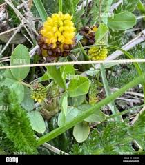 Attēlu rezultāti vaicājumam “Trifolium spadiceum leaf”