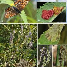 Attēlu rezultāti vaicājumam “Euphydryas maturna larva”