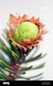 Attēlu rezultāti vaicājumam “Picea abies fo. virgata”