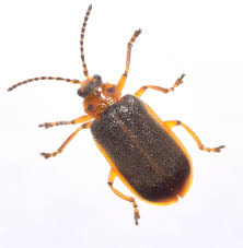 Attēlu rezultāti vaicājumam “Galerucella nymphaeae”