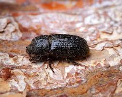 Attēlu rezultāti vaicājumam “Sinodendron cylindricum female”