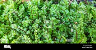 Attēlu rezultāti vaicājumam “Pseudobryum cinclidioides”