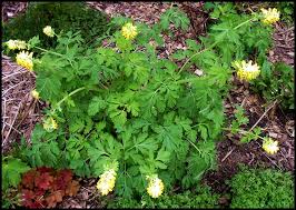 Attēlu rezultāti vaicājumam “Corydalis intermedia flower”
